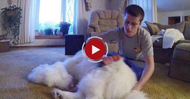 Brushing My Samoyed Sam Part 