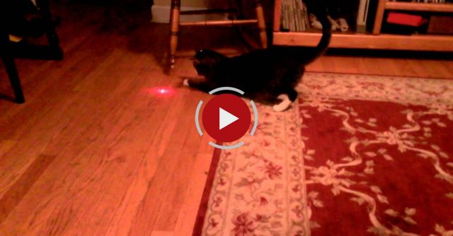 Cat With Laser Pointer On Head