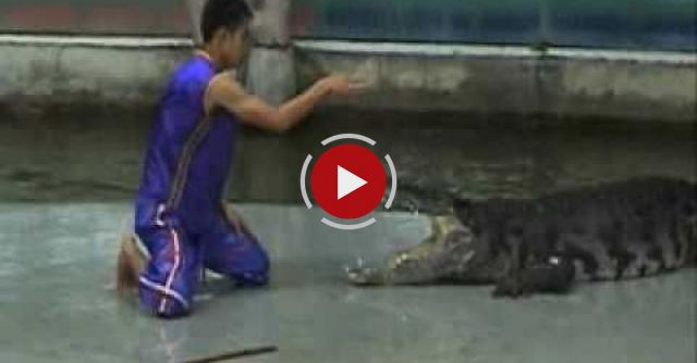 Crocodile Death Roll 