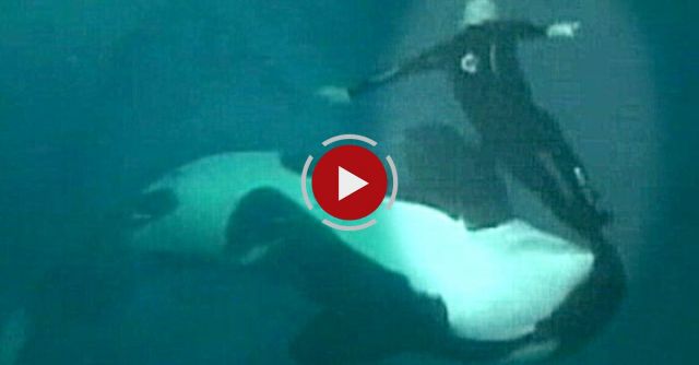 NEAR DEATH AT SEAWORLD KILLER WHALE  ATTACKS TRAINER