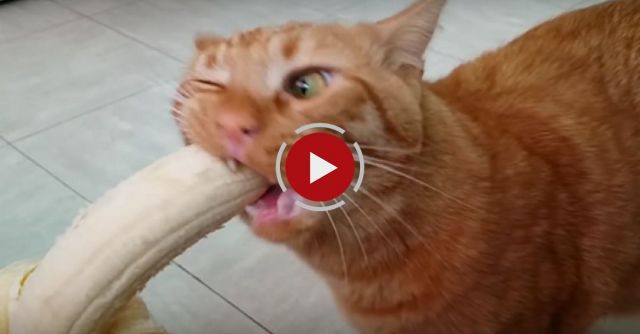 Mao The Cat Eating A Banana