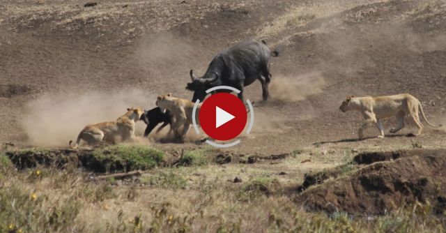 Hero Buffalo Saves Calf From Pride Of Lions