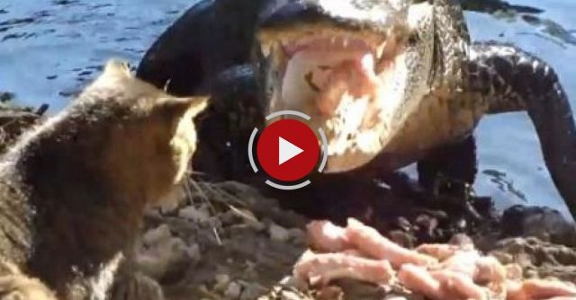 Cat Vs. Alligator