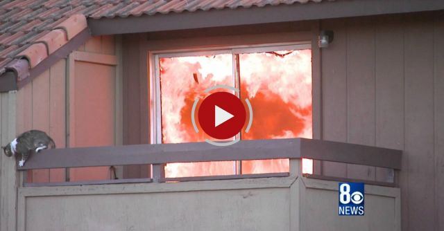 Cat Takes Advice From Crowd And Jumps From Burning Building