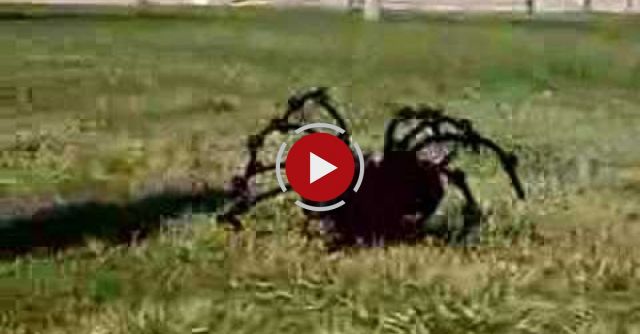 The World's Most Giant Killer Spider!!