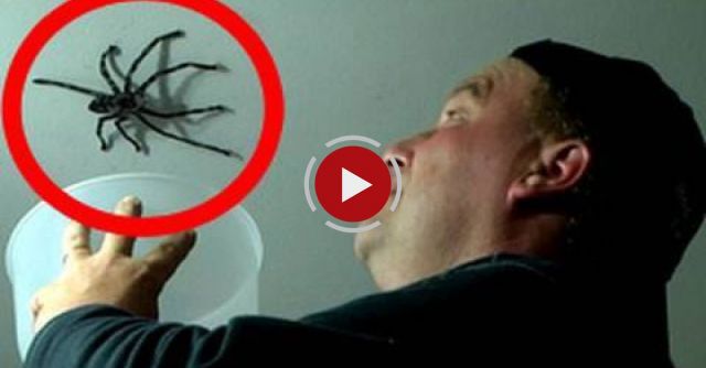 Big Spider Attacks Daddy
