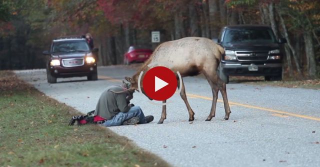 Elk Vs. Photographer 
