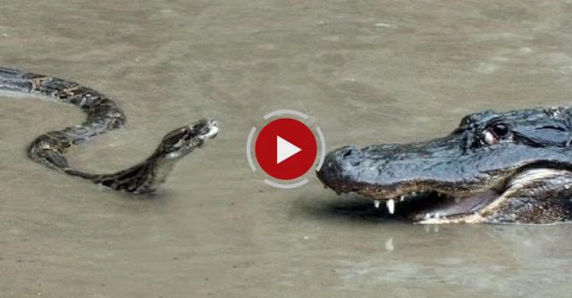 Python Vs Alligator