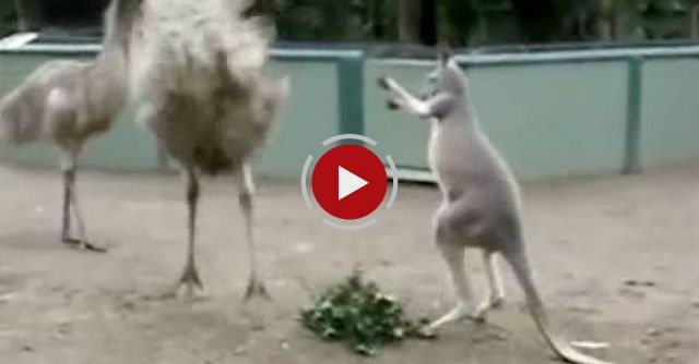  Kangaroo Vs Emu: FIGHT!