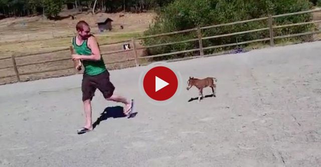 Baby Miniature Horse Chasing A Person 