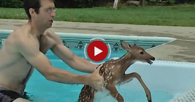 Baby Deer Trapped In Pool