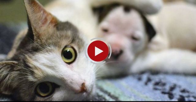 Cat Nurses Abandoned Pit Bull Puppy
