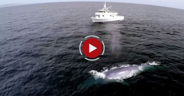 Blue Whale's Perfect Comic Timing! 