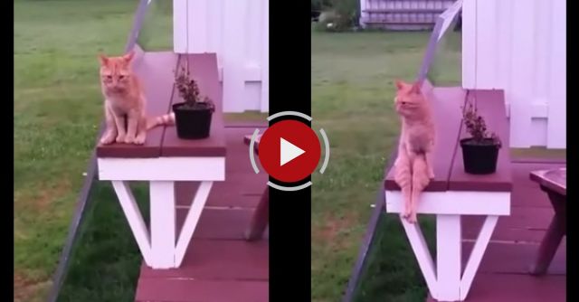 Cat Sits Like A Human