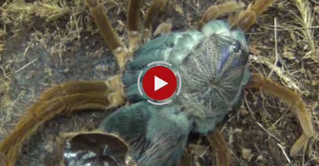 Tarantula Molting Is Like Alien From Science Fiction Movie! A Must Watch!