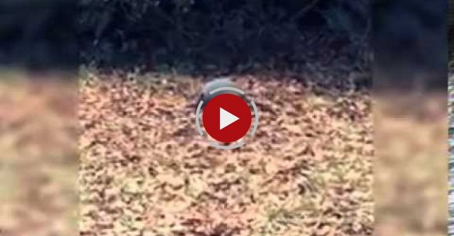 Dillo Jean - A Leaf-gathering Armadillo Dances To Billie Jean