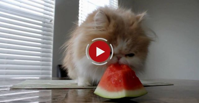 Kitty With A Watermelon Addiction