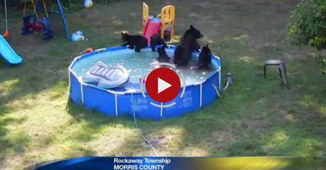 Bears Take Over Rockaway Township Pool