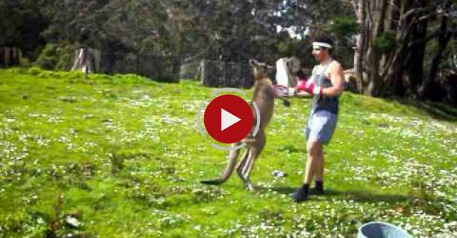 Man VS Kangaroo 