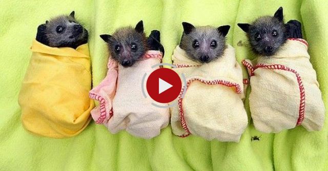 Baby Bat Burritos