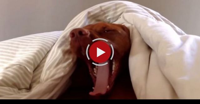 Lazy Vizsla Really Doesn't Like Mornings...