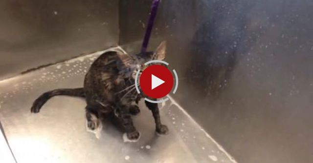 Cat Says 'no More' During Her Bath!