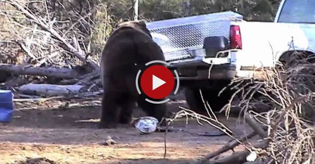Bear Attacks Truck!