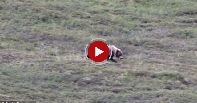 Grizzly Bear Rolling Down A Hill At Denali National Park