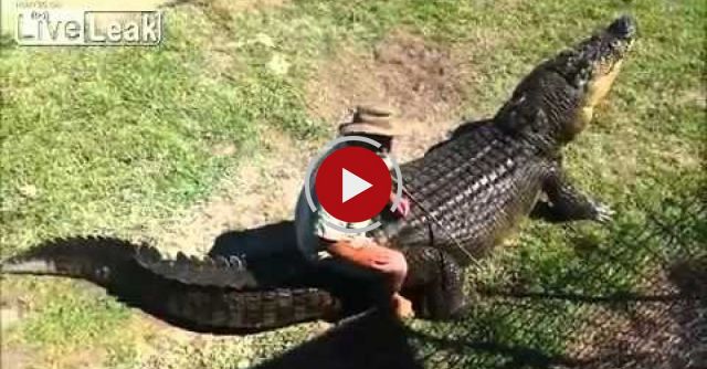 Crazy Crocodile Expert Takes One On A Ride