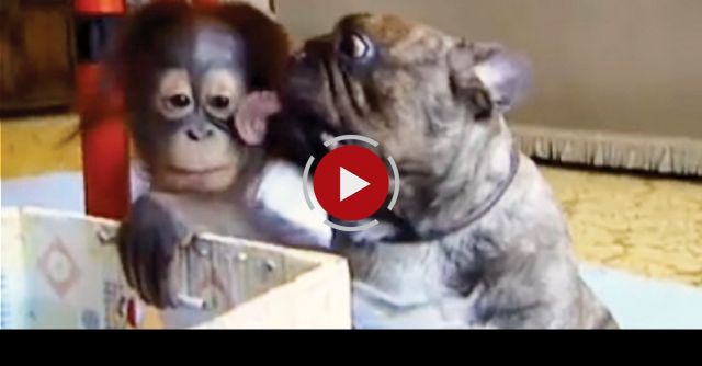 Bulldog Kisses Orangutan