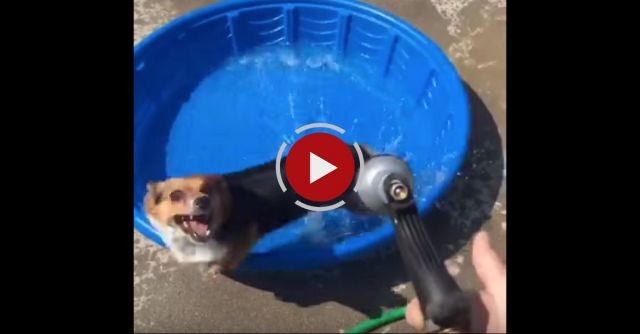 Corgi Pool Party