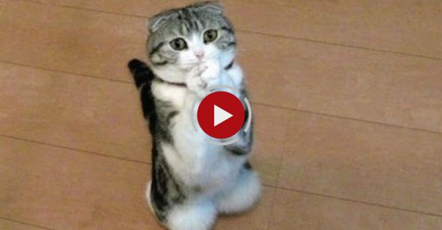 Funny Cats And Dogs Begging For Food