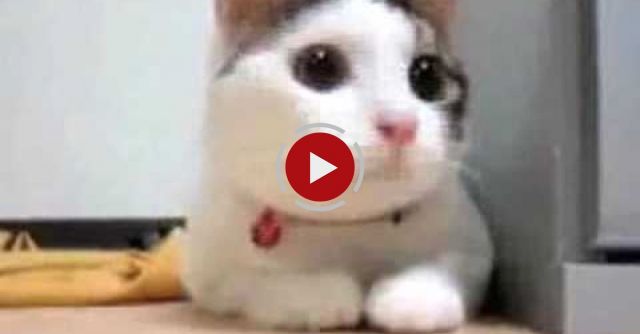 The Funniest Cat Video!