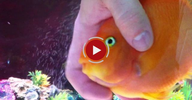 MASSAGING MY BLOOD PARROT CICHLID