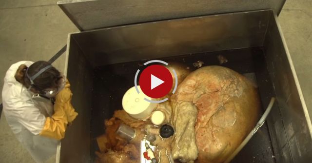 The Biggest Heart Ever Preserved