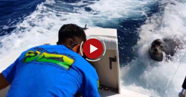 Sea Lion In Cabo San Lucas Chases Boat And Comes Aboards For A Fish!