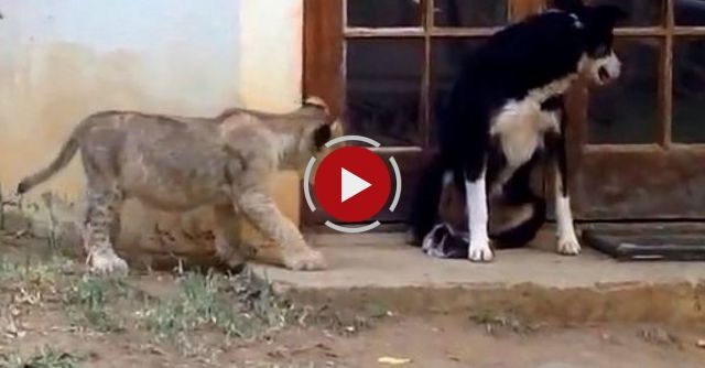 Sneaking Lion Cub Gives Dog Fright