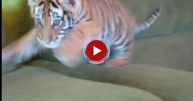 Tiger Cub Playing With A Dog