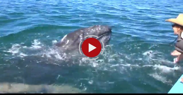 Tourist Kisses Whale 
