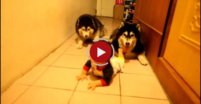 Two Alaskan Malamutes Imitating A Baby Crawling