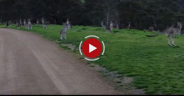 Kangaroo Horde During Bike Ride