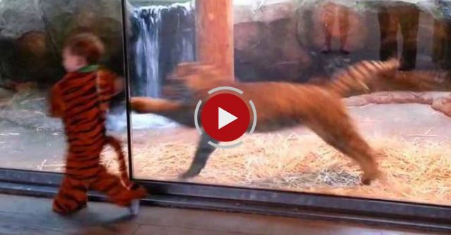 Little Boy Plays With Tiger
