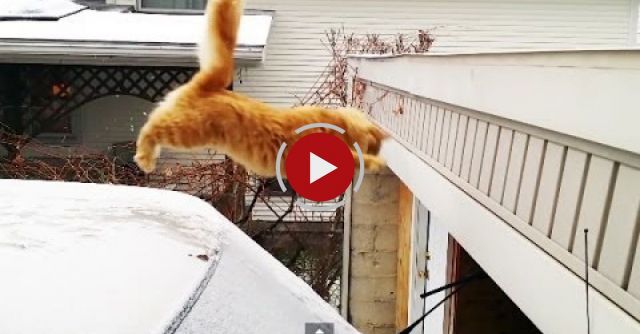 Waffles The Terrible - Funny Cat Fails Epic Jump
