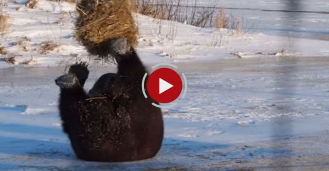 Bear Plays Like A Cat