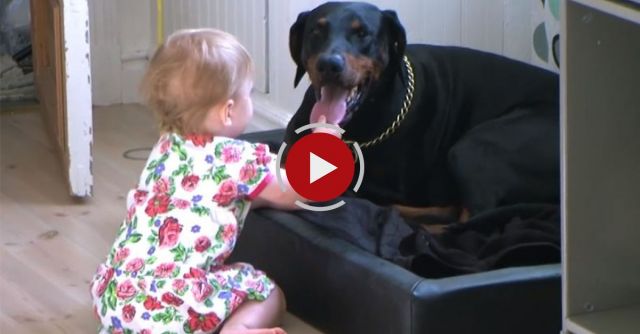 Baby Grabs A Doberman`s Tongue