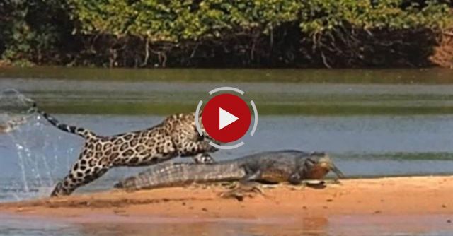 Jaguar Attacks Crocodile