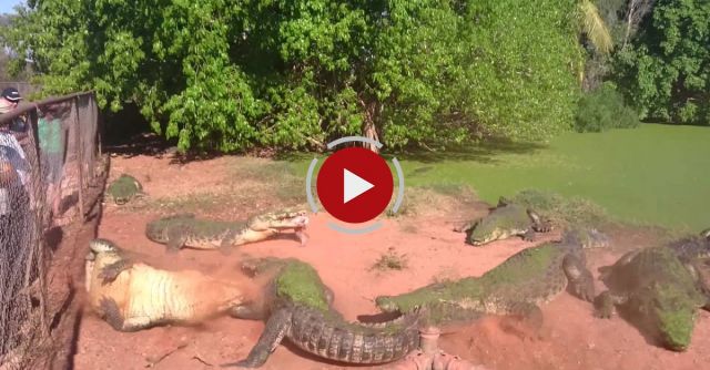 Crocodile Bites Foot Off Another Crocodile