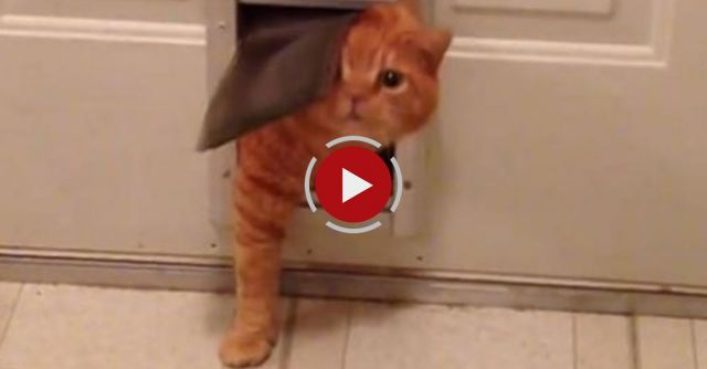 Fat Cat Squeezes Through Small Doggie Door