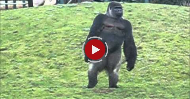 Gorilla Walks Like A Man!