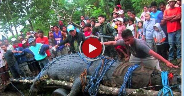 World's Biggest Crocodile Tries To Escape - Man-Eating Super Croc